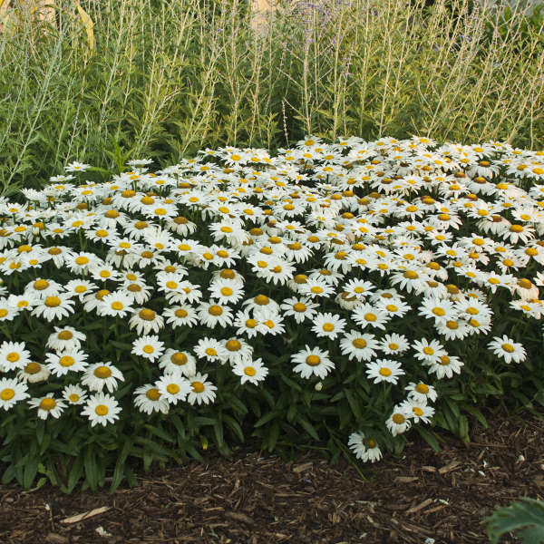 Snowcap Shasta Daisy — photo 1