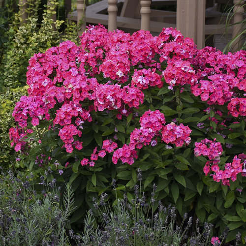 Garden Girls® Glamour Girl Tall Phlox