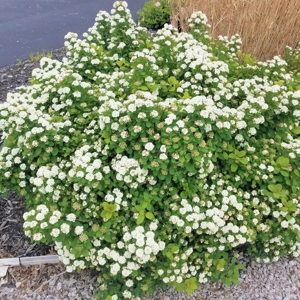 Tor Birchleaf Spirea