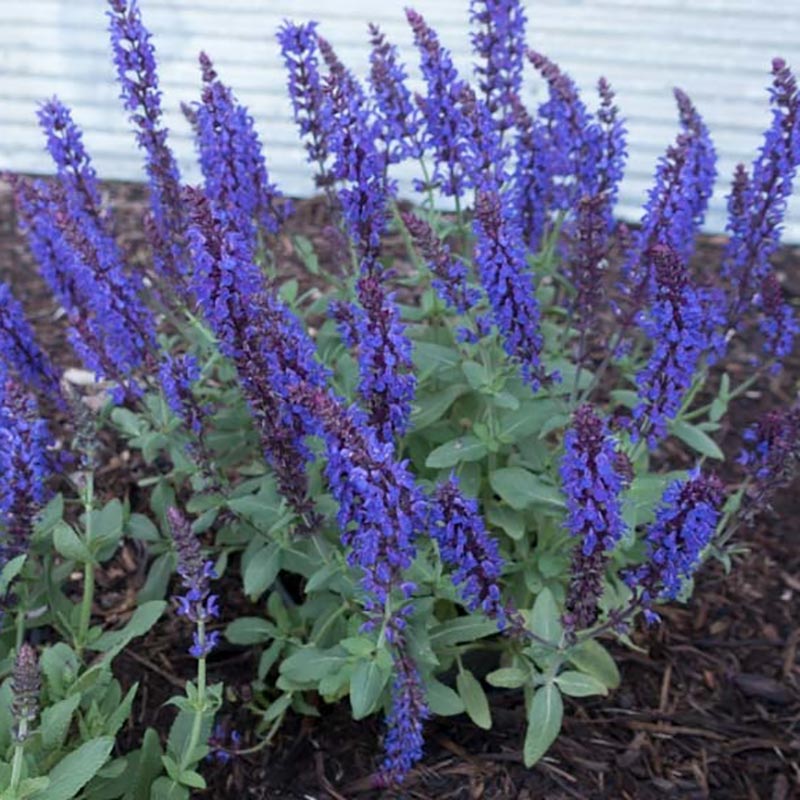 Blues Meadow Sage
