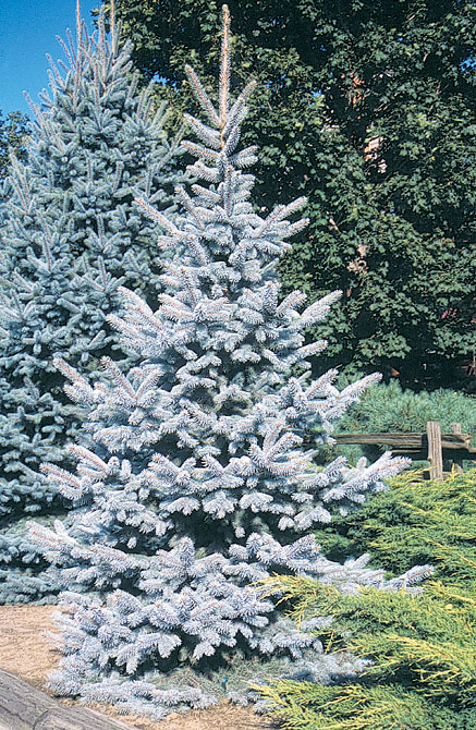 Hoopsii Colorado Blue Spruce Tree