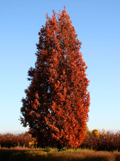 Crimschmidt Crimson Spire™ English Oak