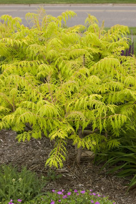 Tiger Eyes® Yellow Sumac