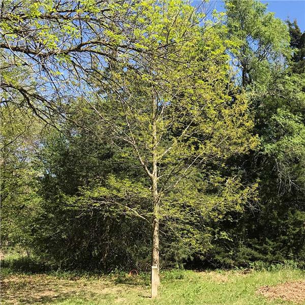 Chinkapin Oak