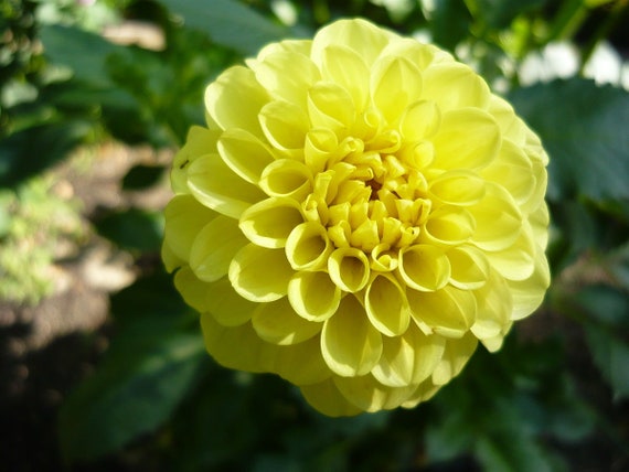 Dahlia Ball Golden Torch