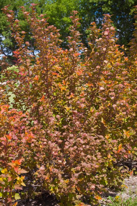 Jefam Amber Jubilee™ Ninebark