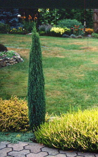 Compressa Pencil Point Upright Juniper Tree