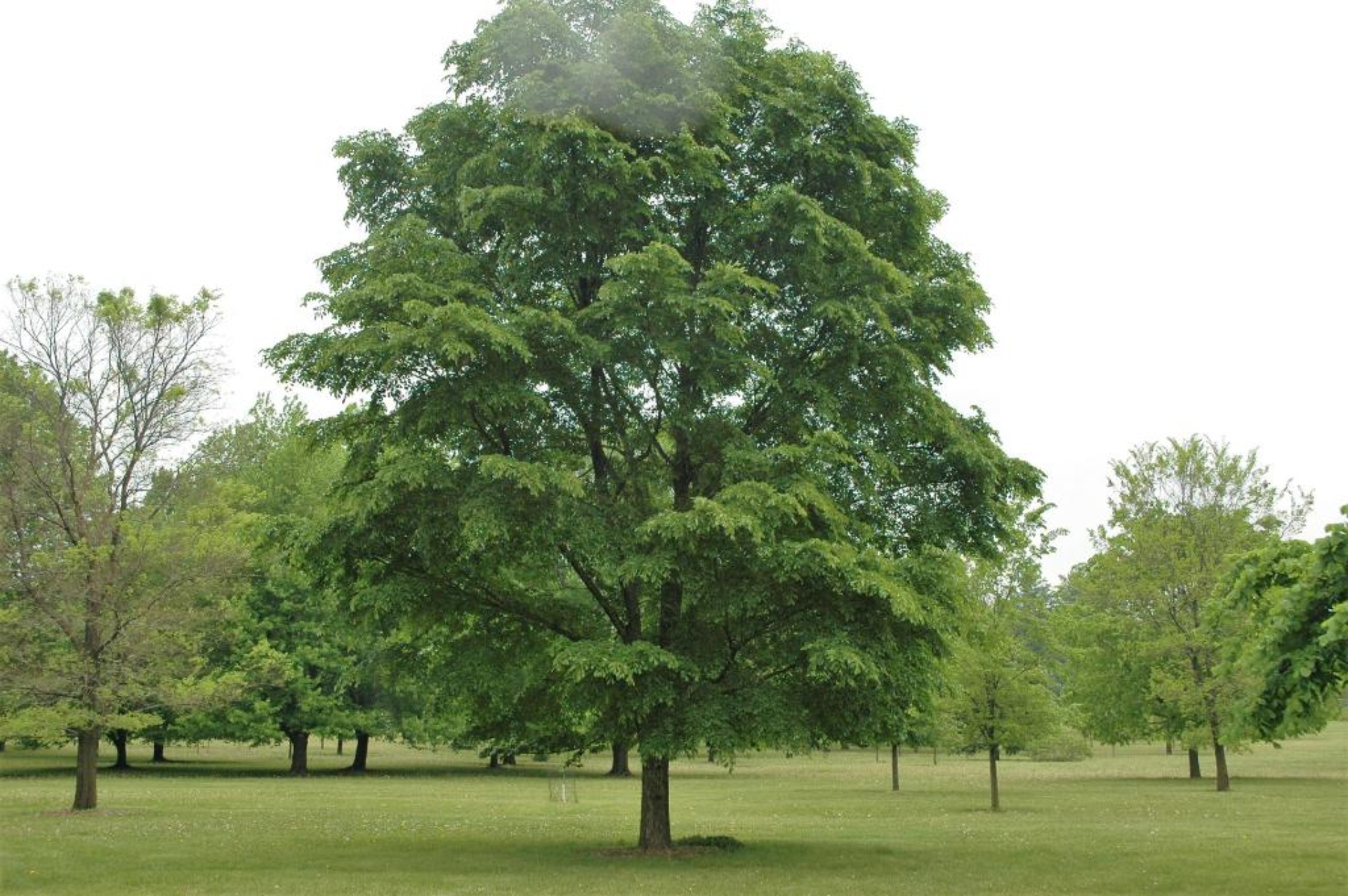 Accolade Elm