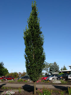 Skinny Genes® English Oak