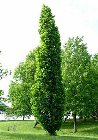 Nadler Kindred Spirit® English Oak