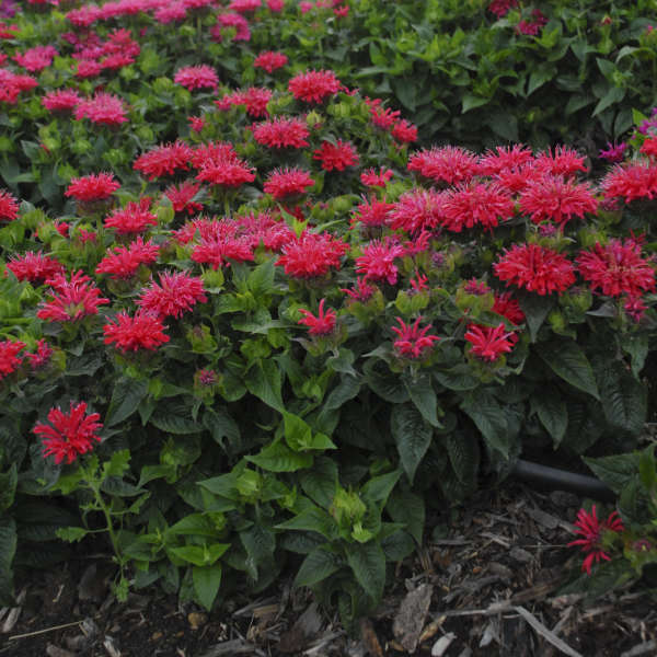 Pardon My Cerise Bee Balm