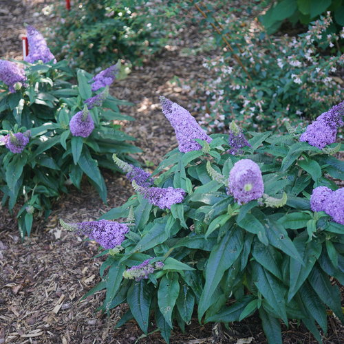 Pugster® Amethyst Butterfly Bush — photo 1