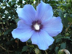 Marina Blue Satin Rose of Sharon