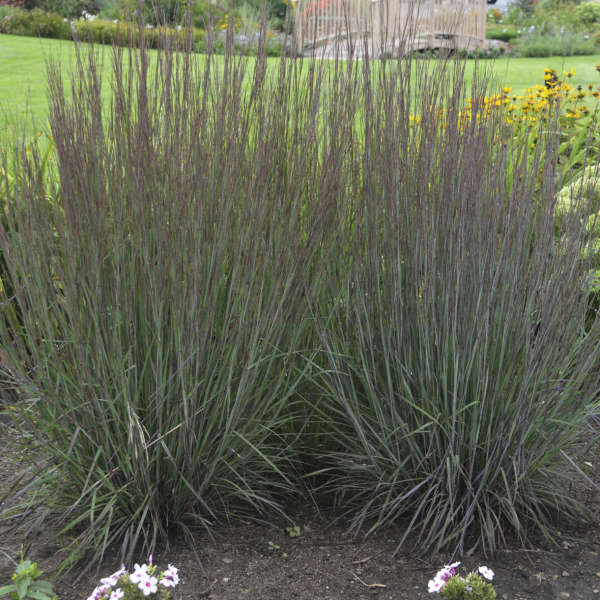 Smoke Signal® Little Bluestem Grass