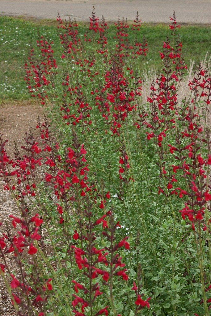 Windwalker™ Royal Red Sage