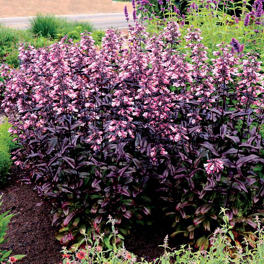 DAKOTA™ Burgundy Beardtongue (Penstemon)