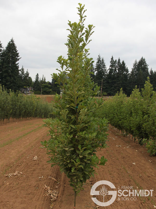 Bonnie and Mike Beacon® Columnar Swamp White Oak