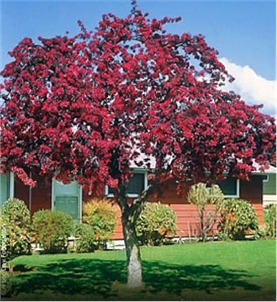 Prairifire Flowering Crabapple Tree