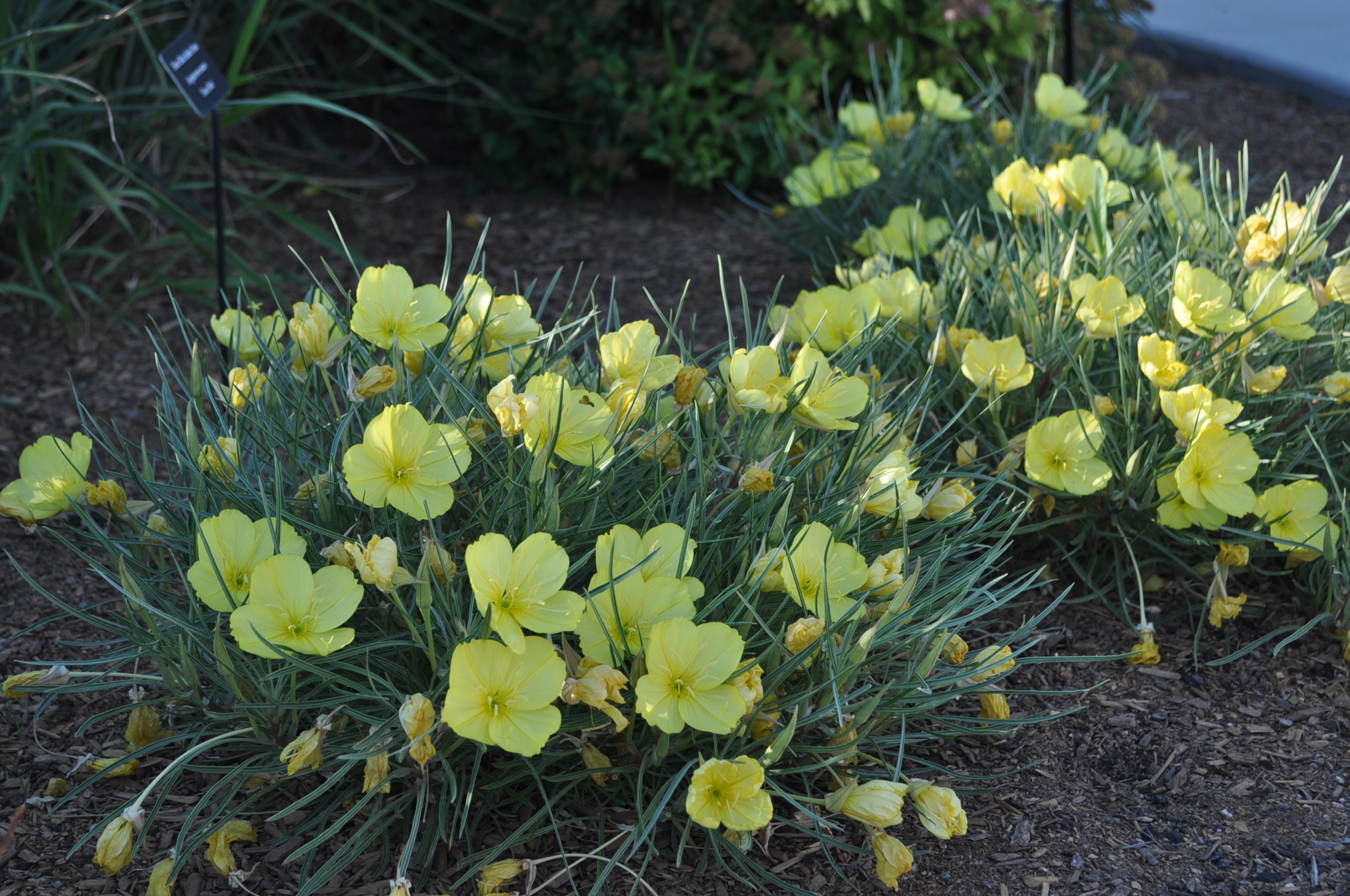 Shimmer Evening Primrose