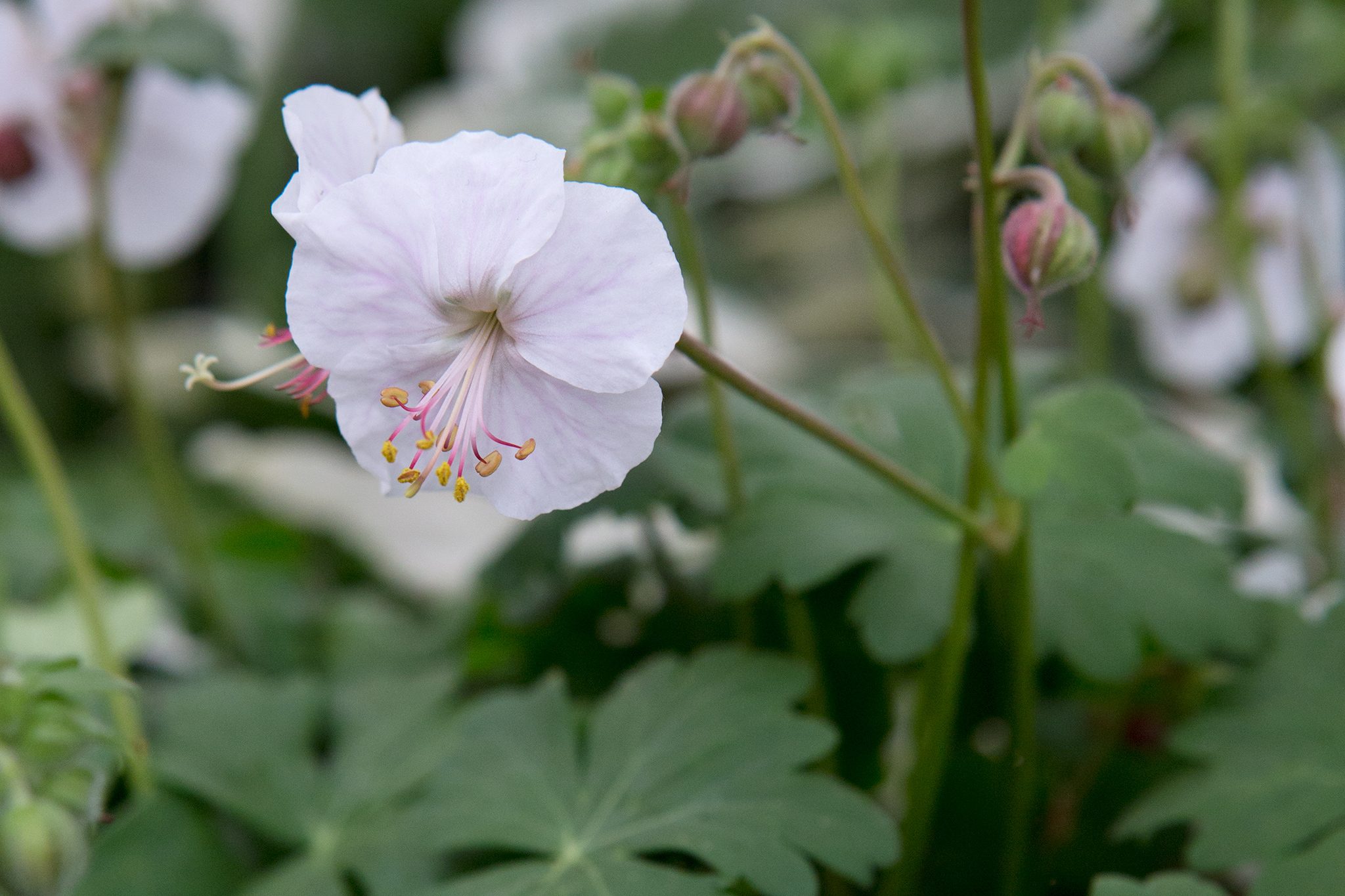 Biokovo Hardy Geranium