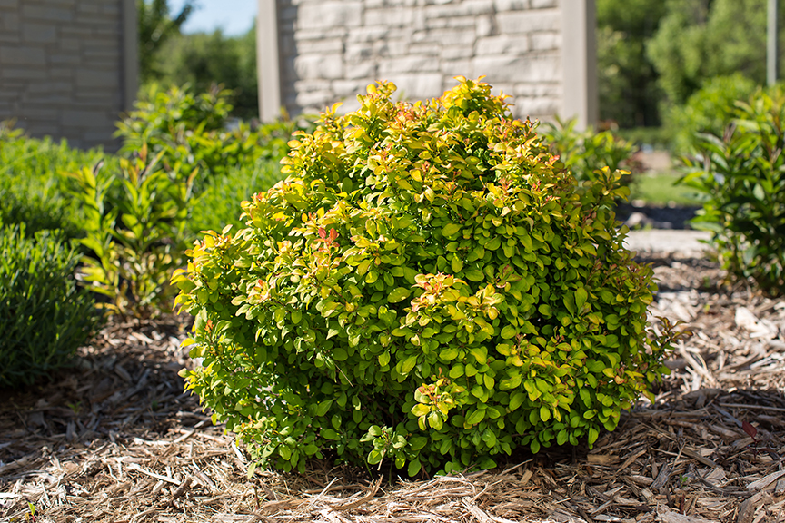 BailErin First Editions® Limoncello™ Dwarf Yellow Barberry