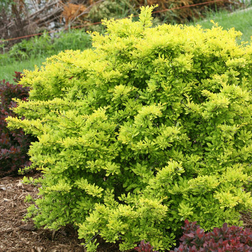 Sunjoy® Citrus Barberry