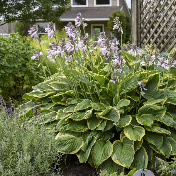 Aureomarginata Hosta