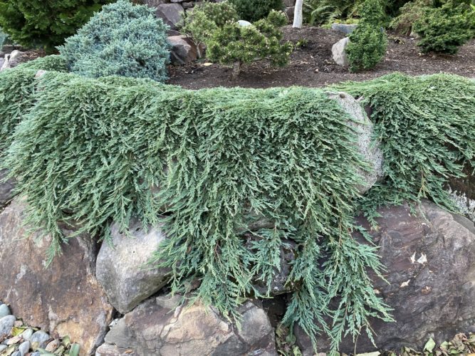Pancake Creeping Juniper