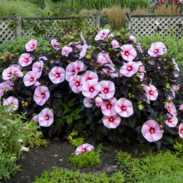 Starry Starry Night Rose Mallow
