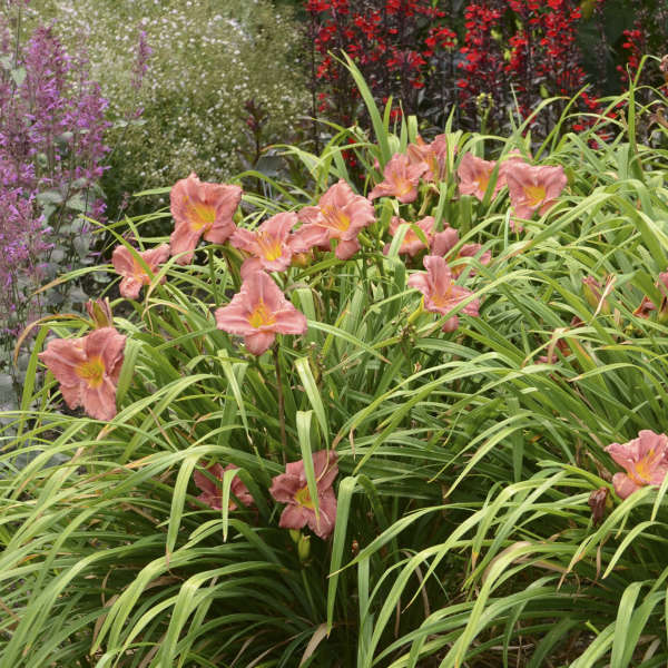 Rosy Returns Daylily