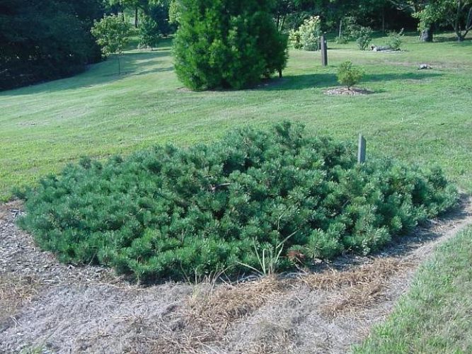 Albyn Prostrata Scotch Pine Tree