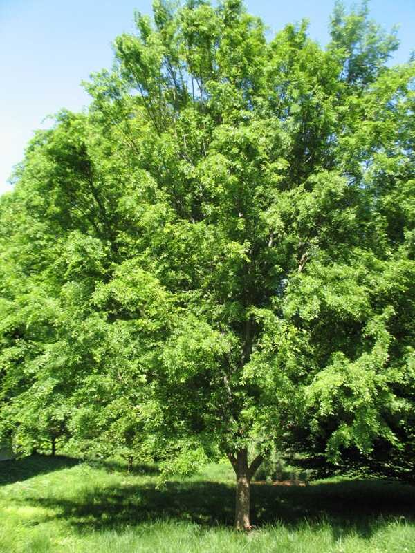 Allee Elm