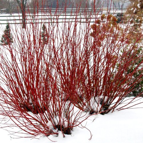 Farrow Arctic Fire® Red Dogwood