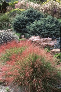 Undaunted® Muhly Grass