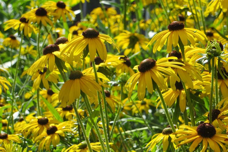 Viettes Little Suzy Black-Eyed Susan