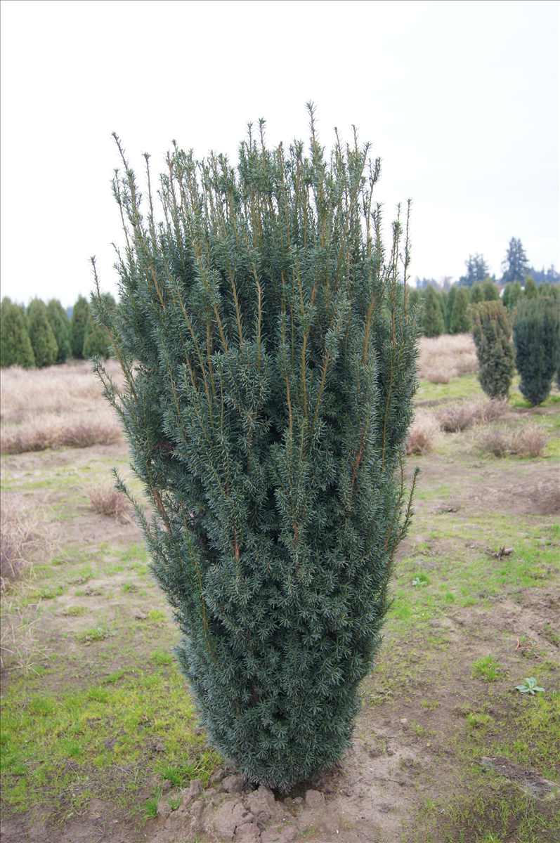 Majestic Upright Yew