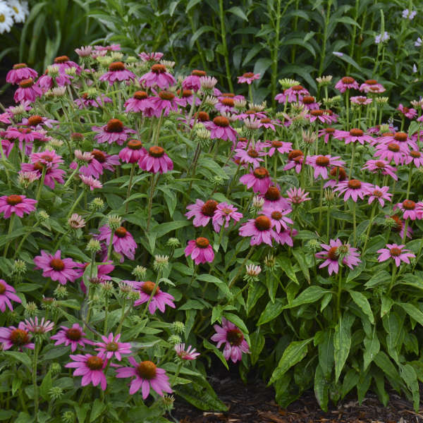 Pow Wow Wildberry Coneflower
