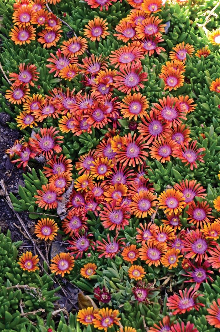 Fire Spinner® Tricolor Ice Plant