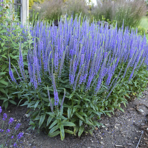 Blue Skywalker Speedwell