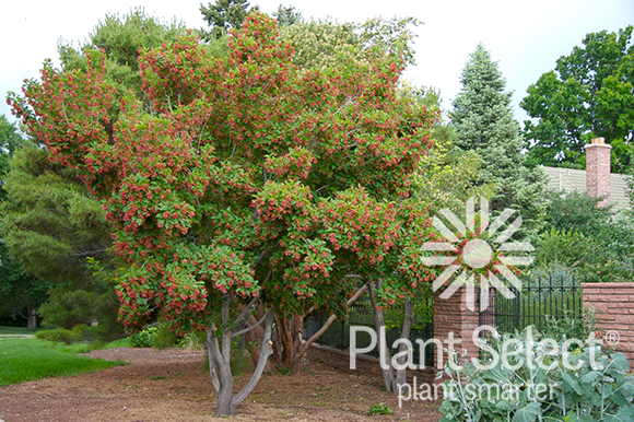 Hot Wings® Tatarian Maple Tree