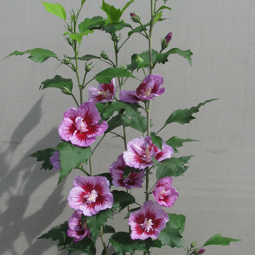 zzz Purple Pillar® Rose of Sharon Tree — photo 1