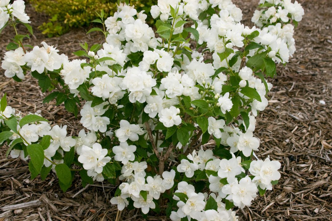 Snow White™ Mockorange
