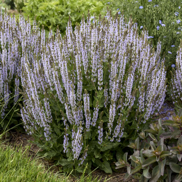 'Perfect Profusion' Perennial Salvia — photo 1