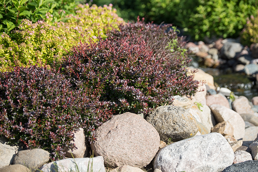 Cabernet® Dwarf Red Barberry