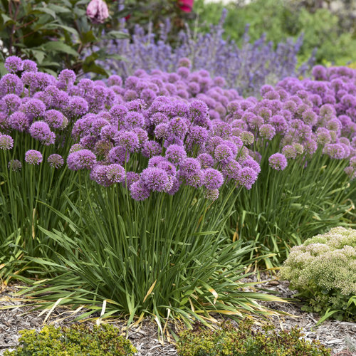 Serendipity Ornamental Onion