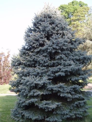 Baby Blue Colorado Blue Spruce Tree