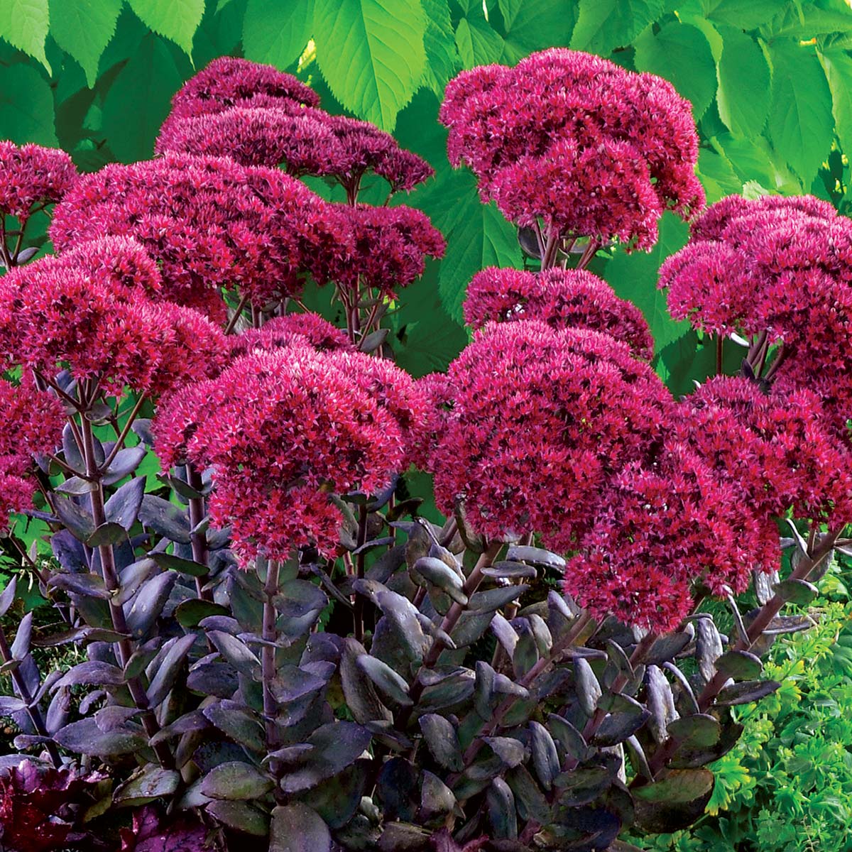 Thunderhead Upright Stonecrop