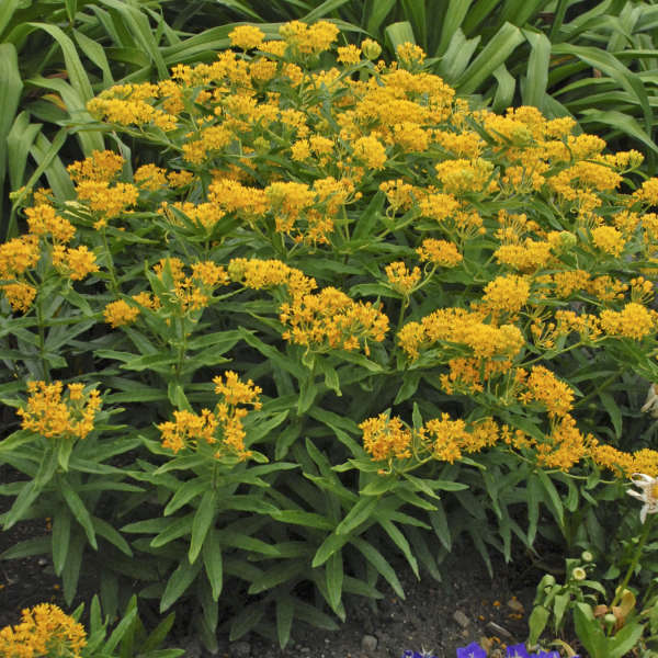 Hello Yellow Butterfly Weed