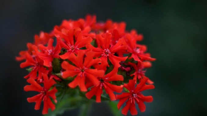 Burning Love Maltese Cross