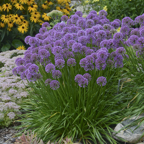 Millenium Flowering Onion